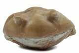 Bargain, Enrolled Fossil Asaphus Expansus Trilobite - Russia #363220-1